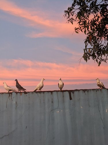 Kalapate in Bulacan, taken at the roof top of my cousin in the Philippines. these are his pigeons (sadly stolen) x hopefully they are safe somewhere...