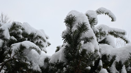 Taxus with Snow (Yew), 